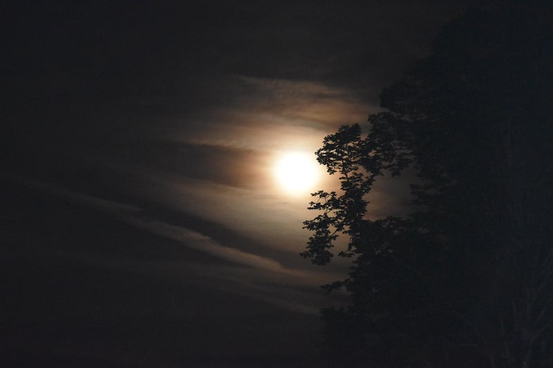Moonlit Garden